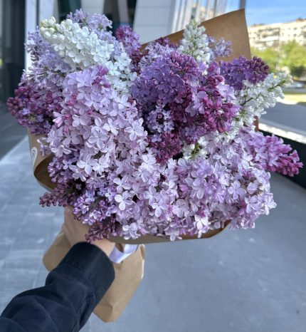 Садовий бузок